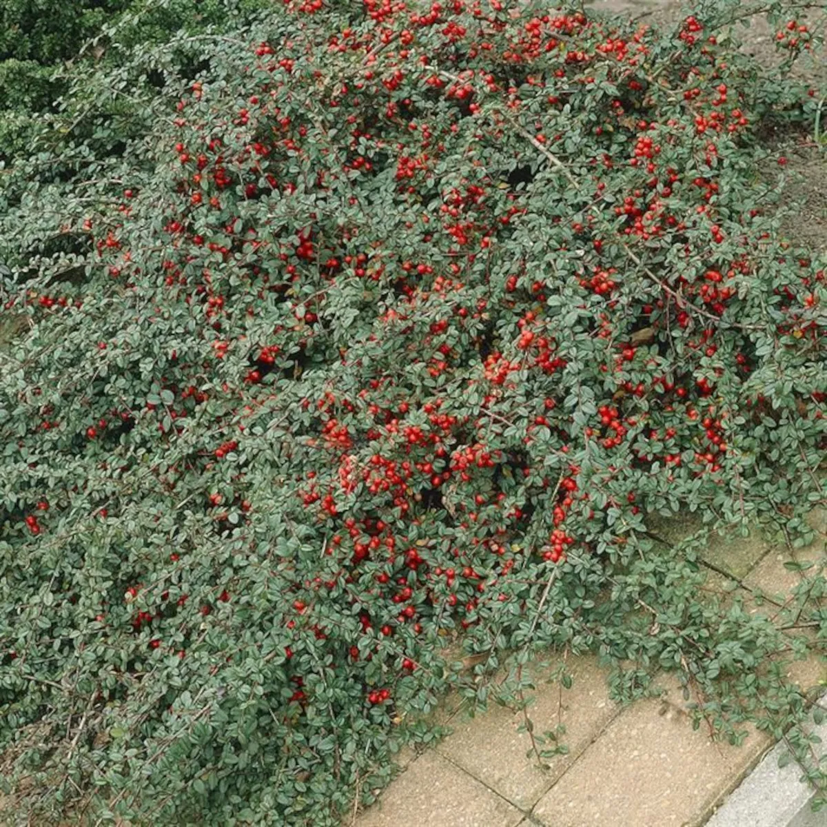 cotoneaster dammeri - slika 2