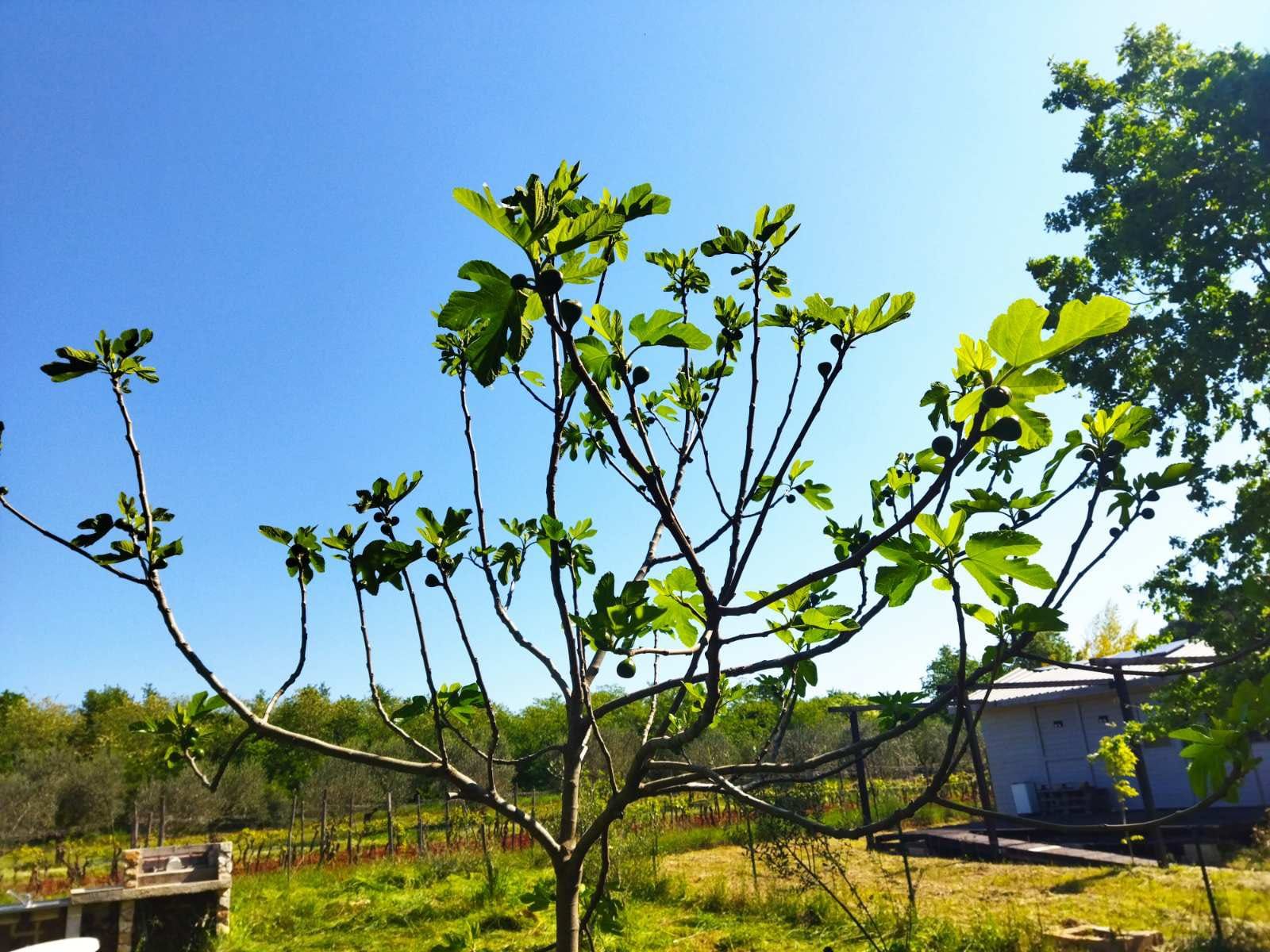 zemljište od 358m2 sa montažnom kućicom 32m2 u marčani, blizu pule - slika 9