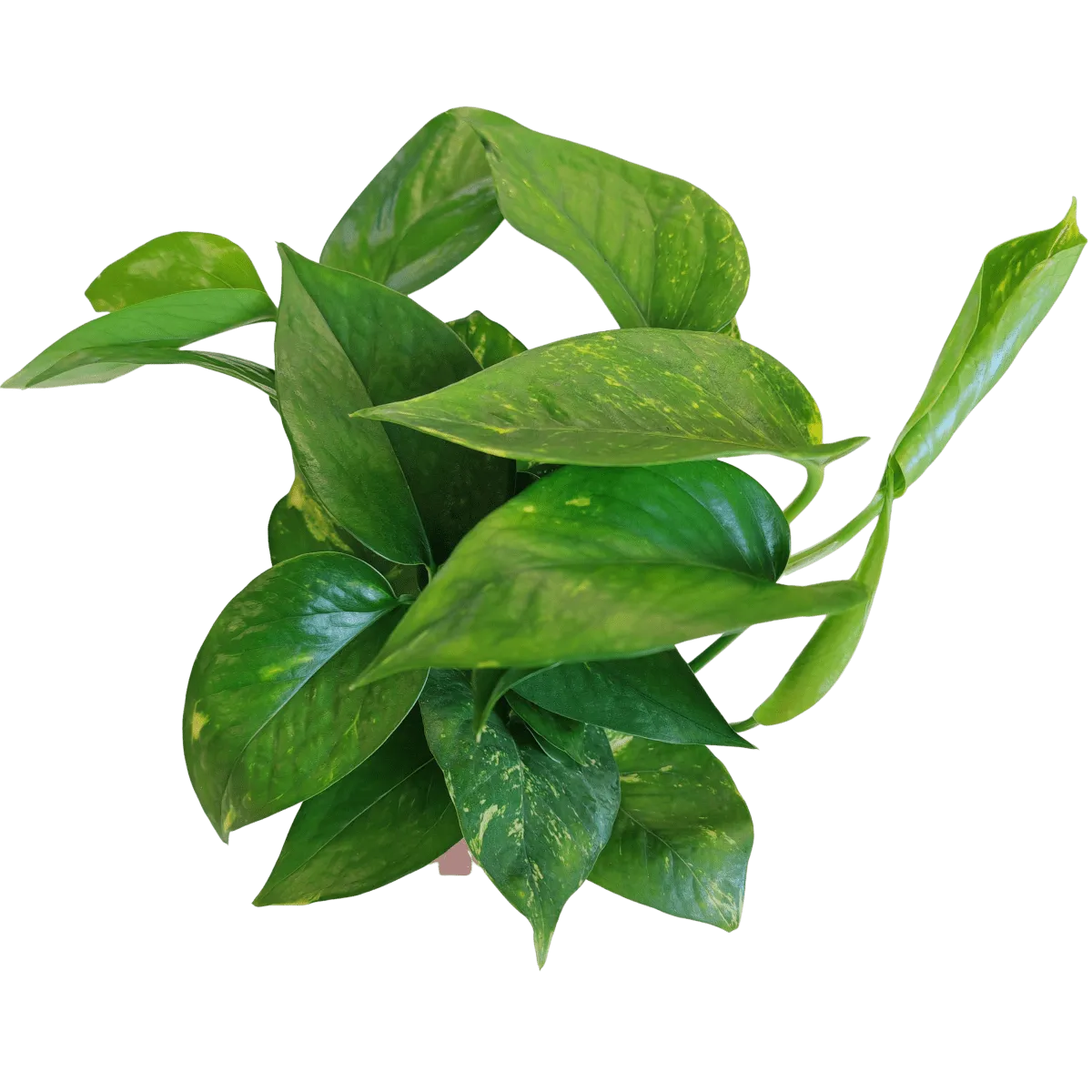 epipremnum “hawaiian” - slika 5