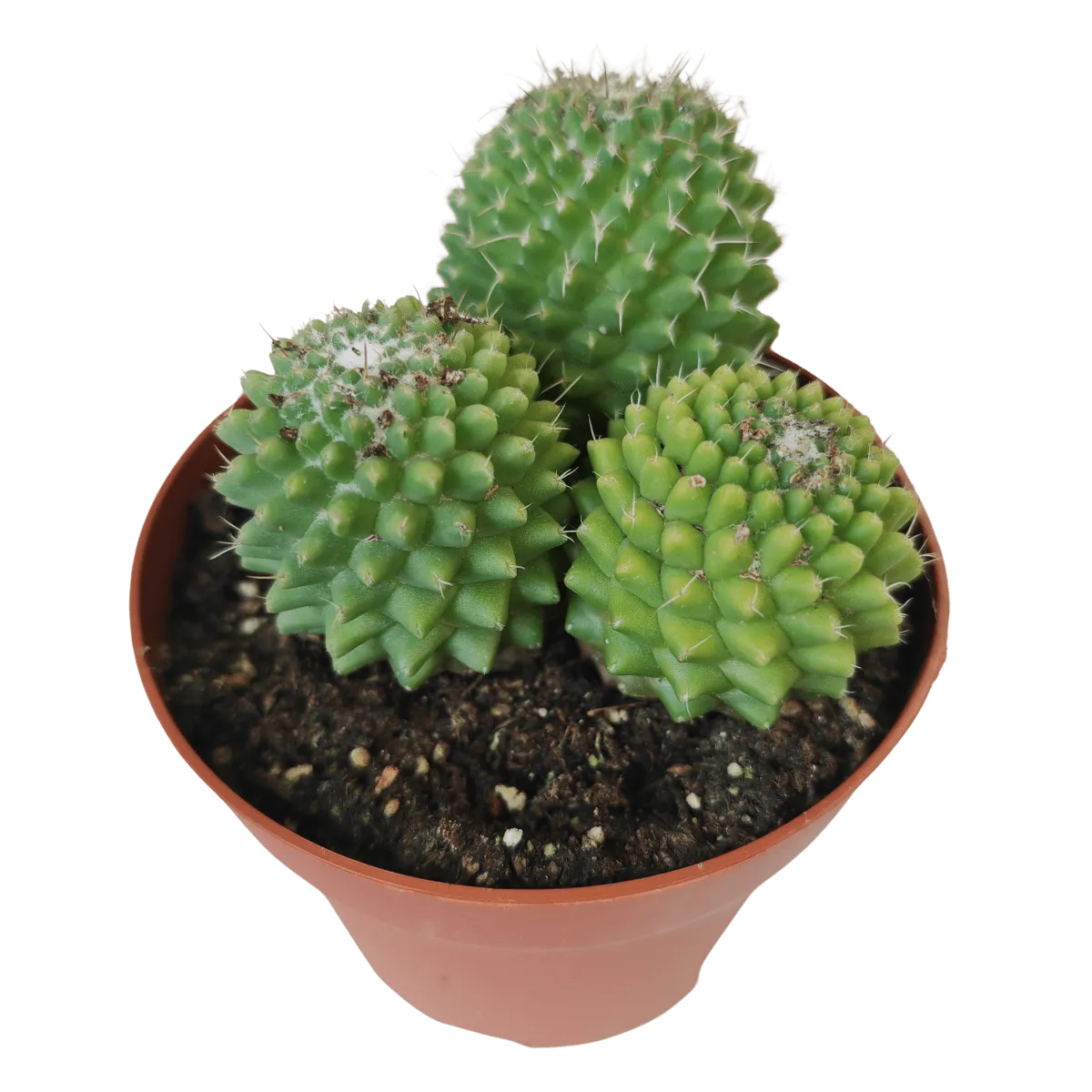 cactus mix - slika 8
