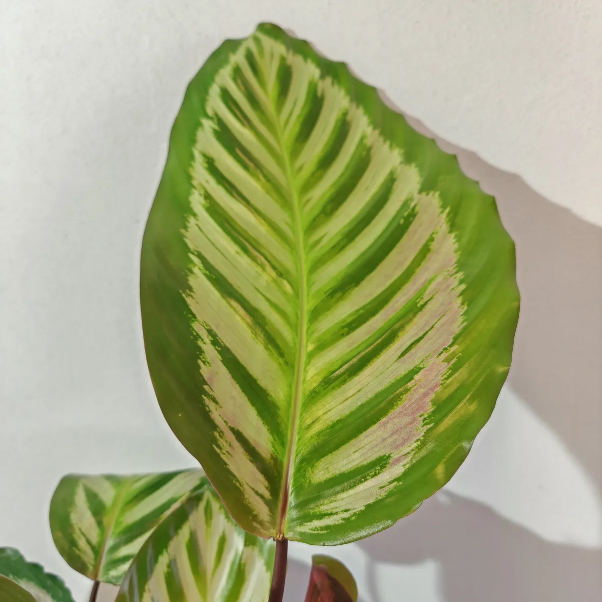 calathea “peacock” - slika 2