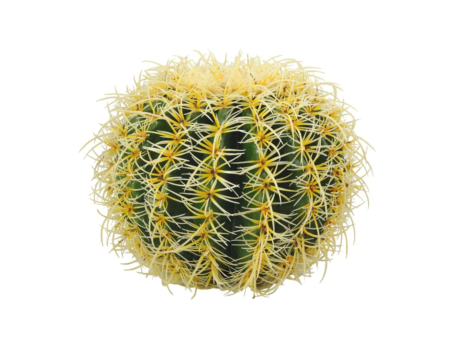 EUROPALMS Barrel Cactus, 37cm - Križevci