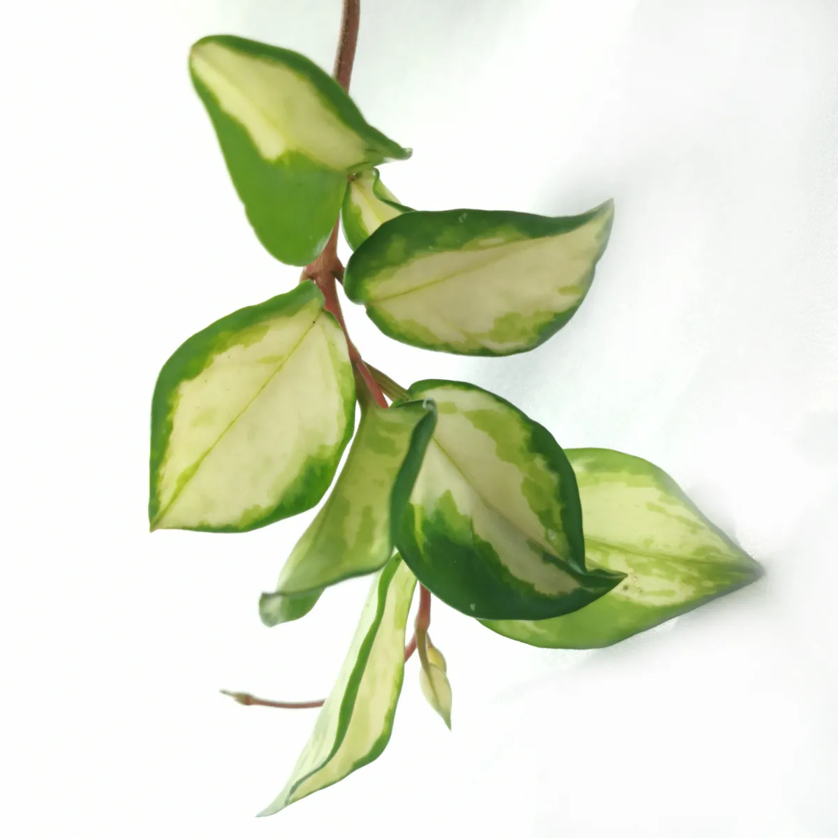hoya carnosa “tricolor” - slika 5