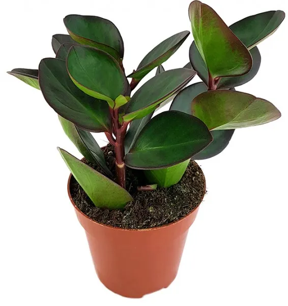 peperomia - sobna biljka - slika 11