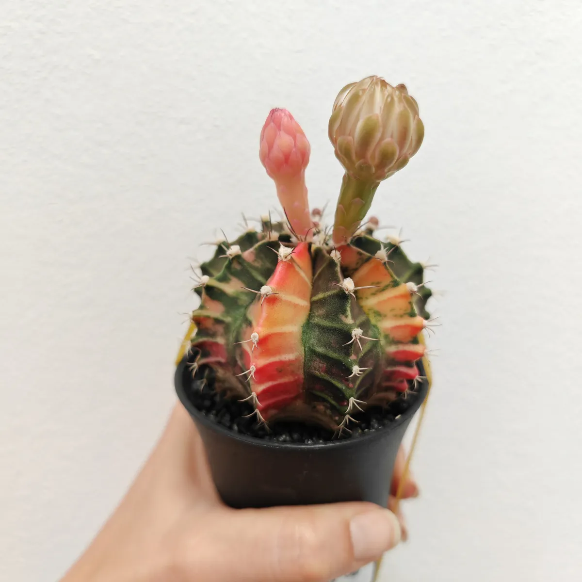 gymnocalycium mix variegata gm - slika 3