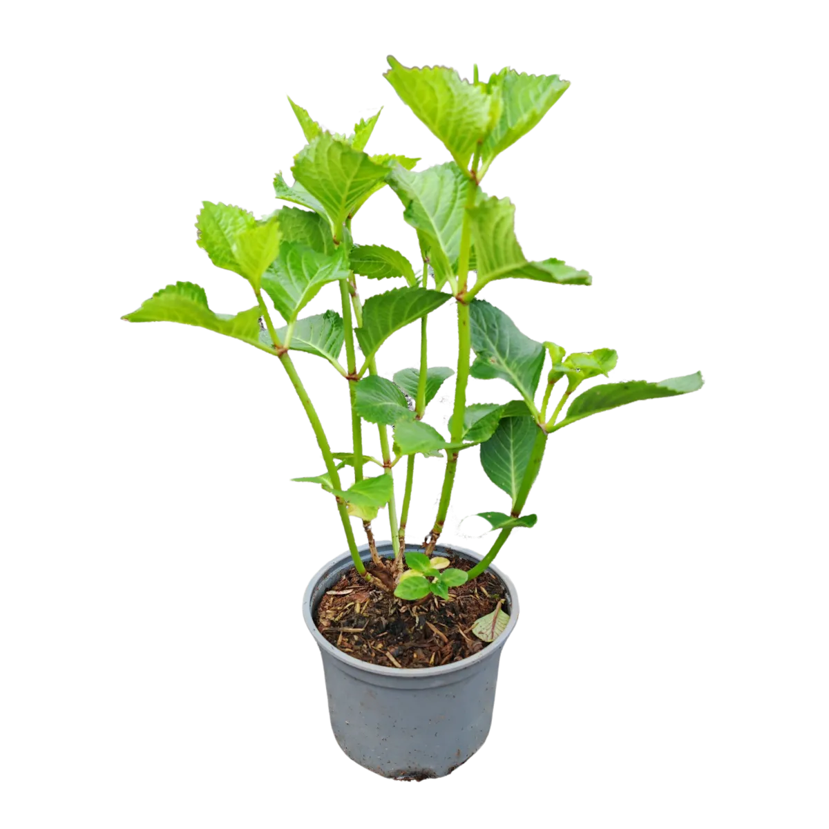 hydrangea mac./zeljasta hortenzija - slika 2