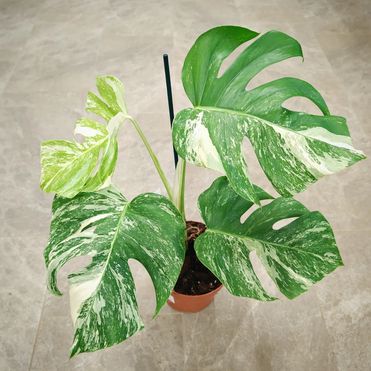 monstera d. albo variegata - slika 5