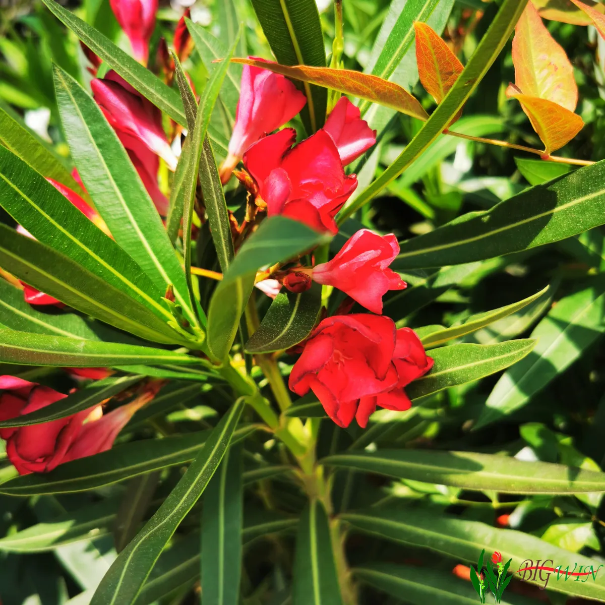 nerium oleander - slika 5