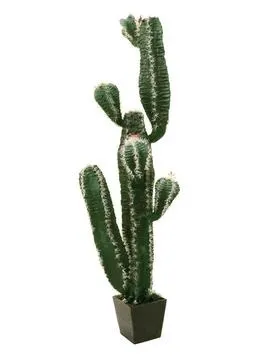 EUROPALMS Mexican cactus, 170cm - Križevci
