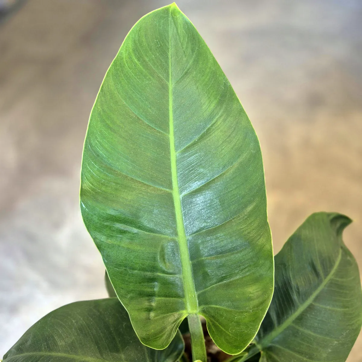 philodendron “imperial green” - slika 2