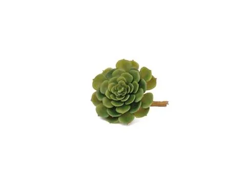 EUROPALMS Echeveria cactus, 15cm - Križevci