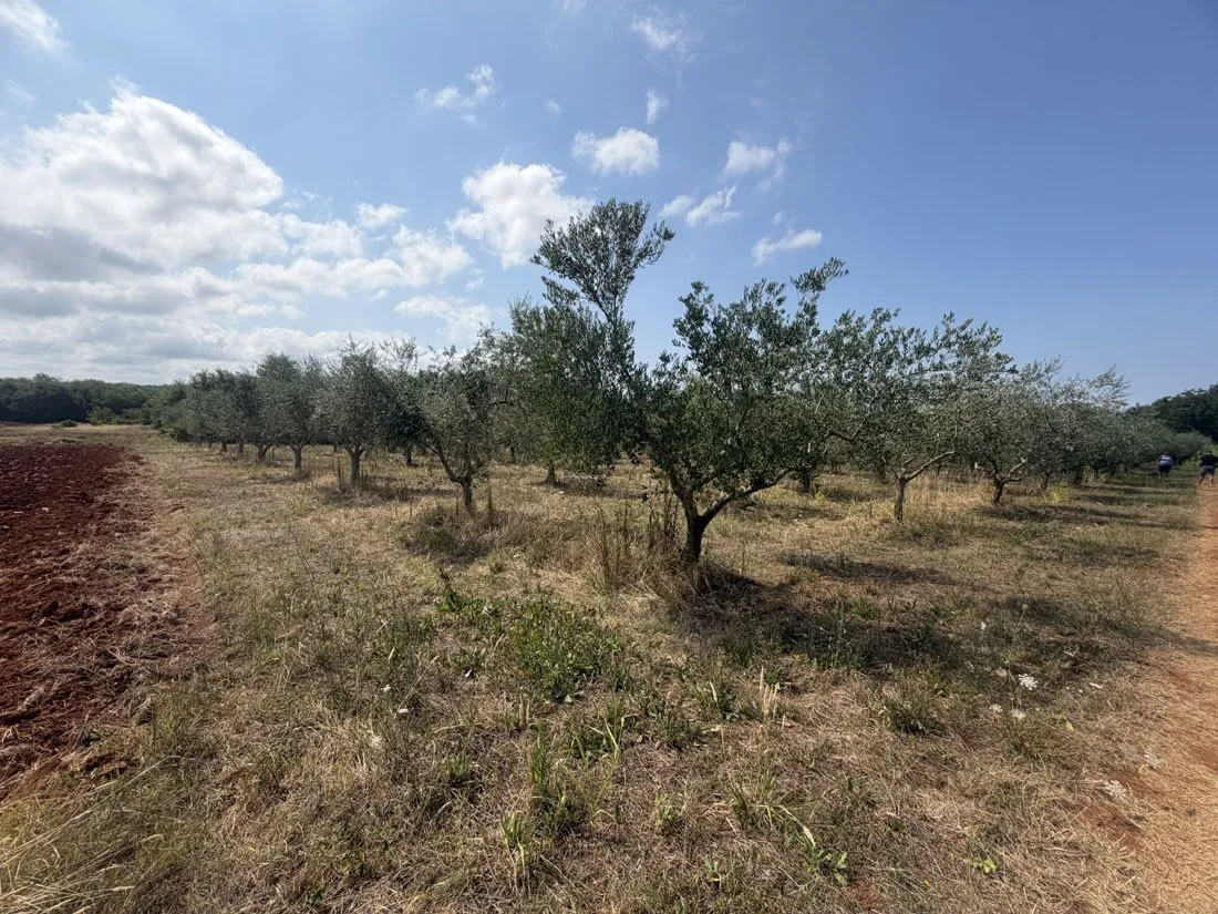 maslinik u rodu – 98 stabala na 3.360 m², kaštelir – okolica, pz-249-1 - slika 2