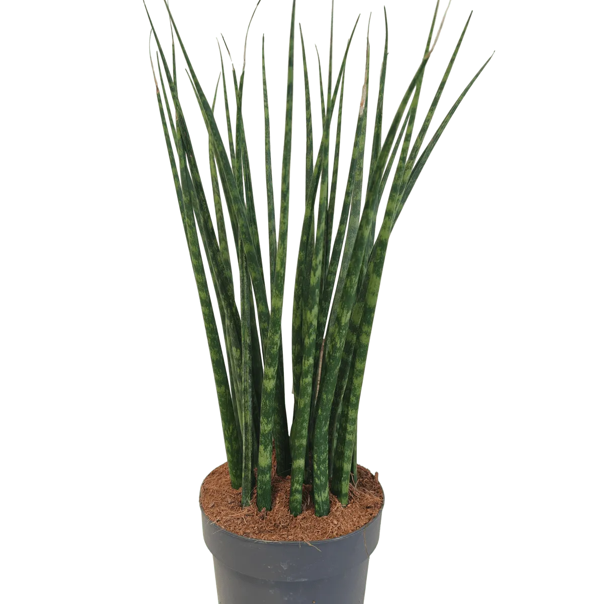 sansevieria cylindrica - slika 7