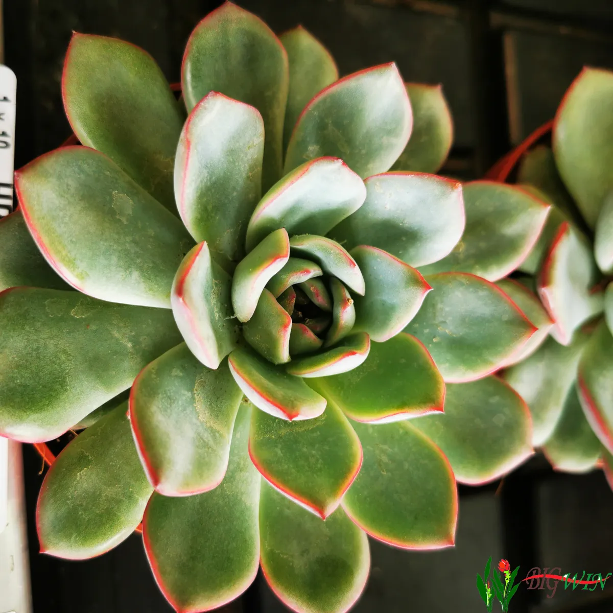 echeveria - sobno cvijeće - slika 10