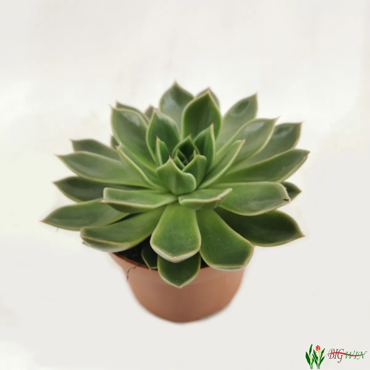 echeveria - sobno cvijeće - slika 3