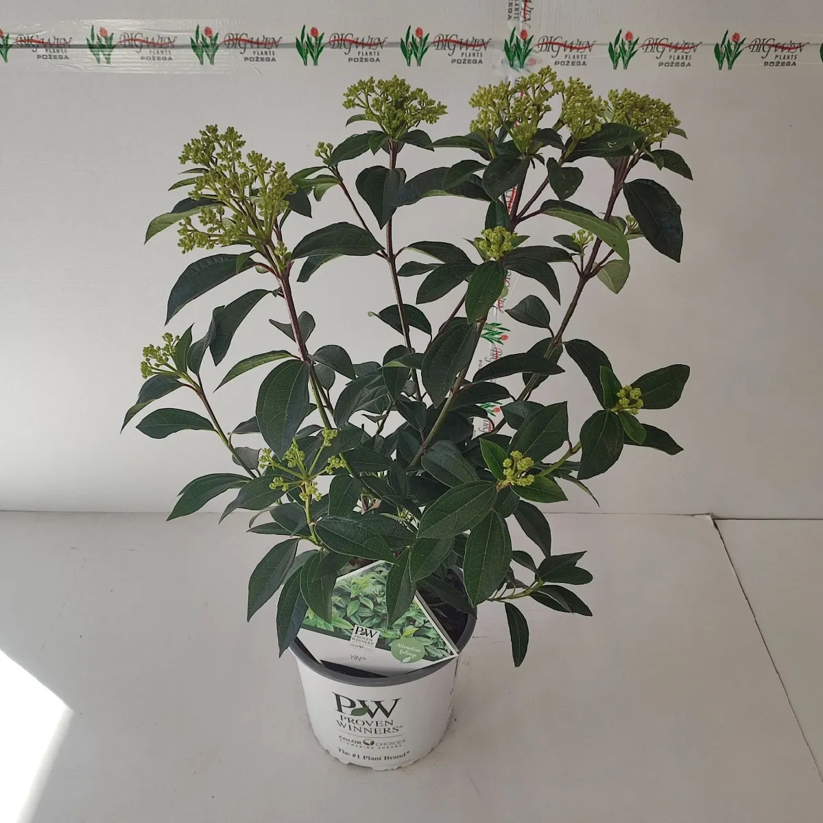 viburnum “yin” - slika 3