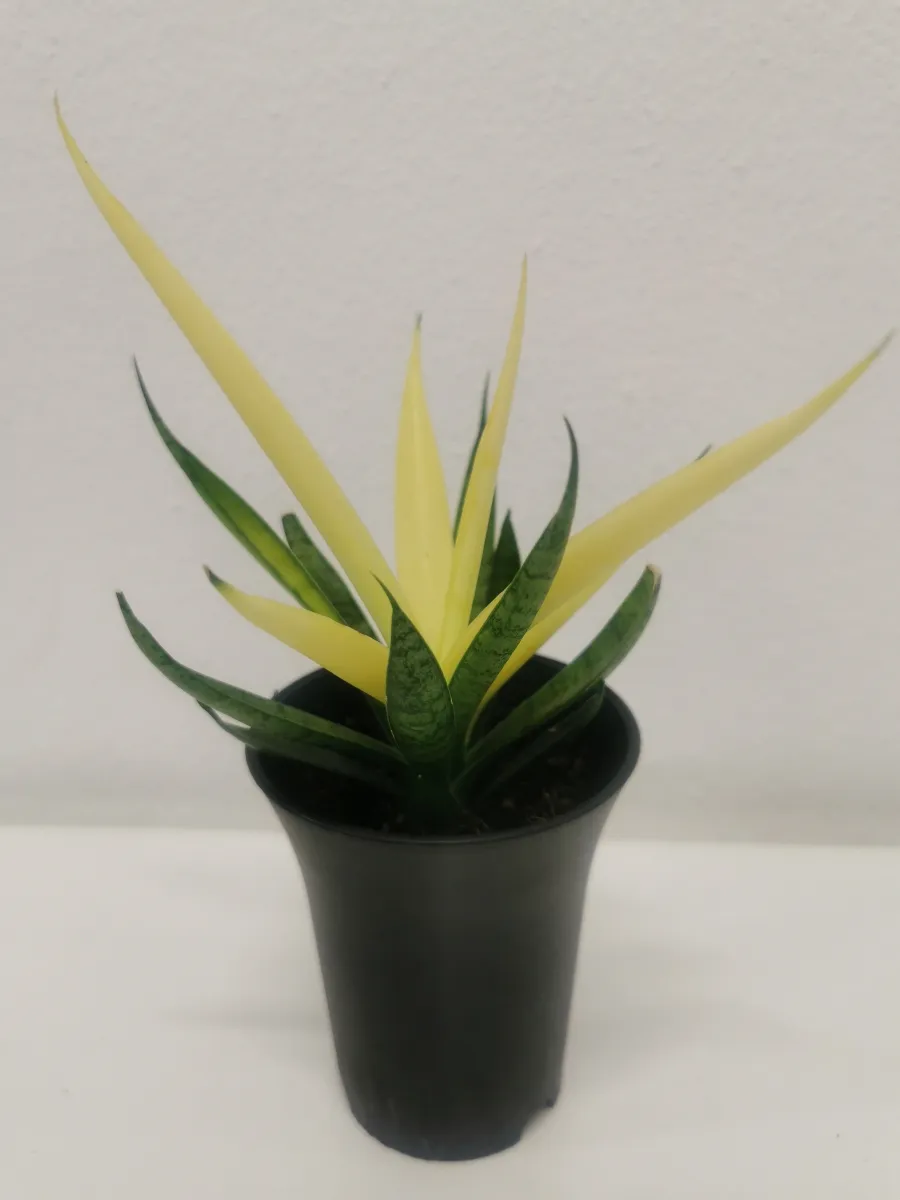 sansevieria “comet chrysanta lemon” - slika 2