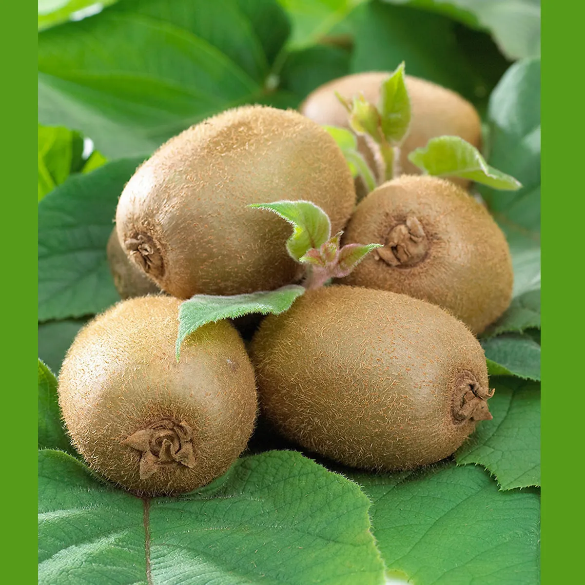 actinidia d. “jenny” kiwi - slika 4