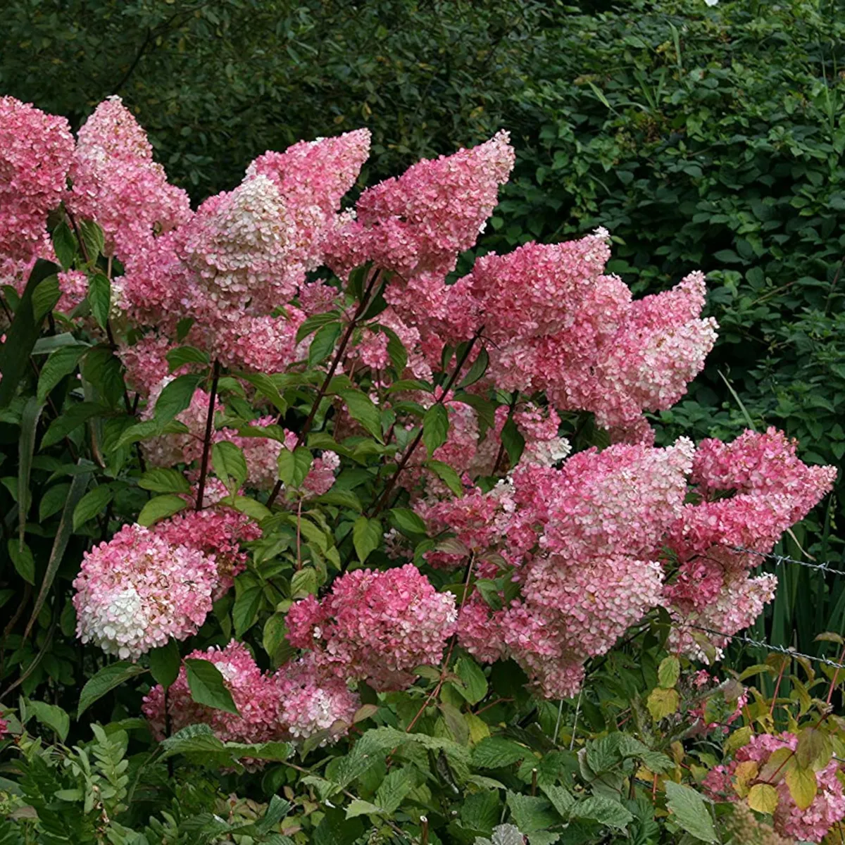 hydrangea pan.”vanille-fraise” - slika 5