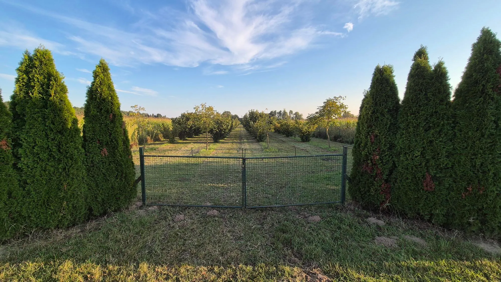 nasad lješnjaka, obedišće, 16100 m2 moguća zamjena - slika 6