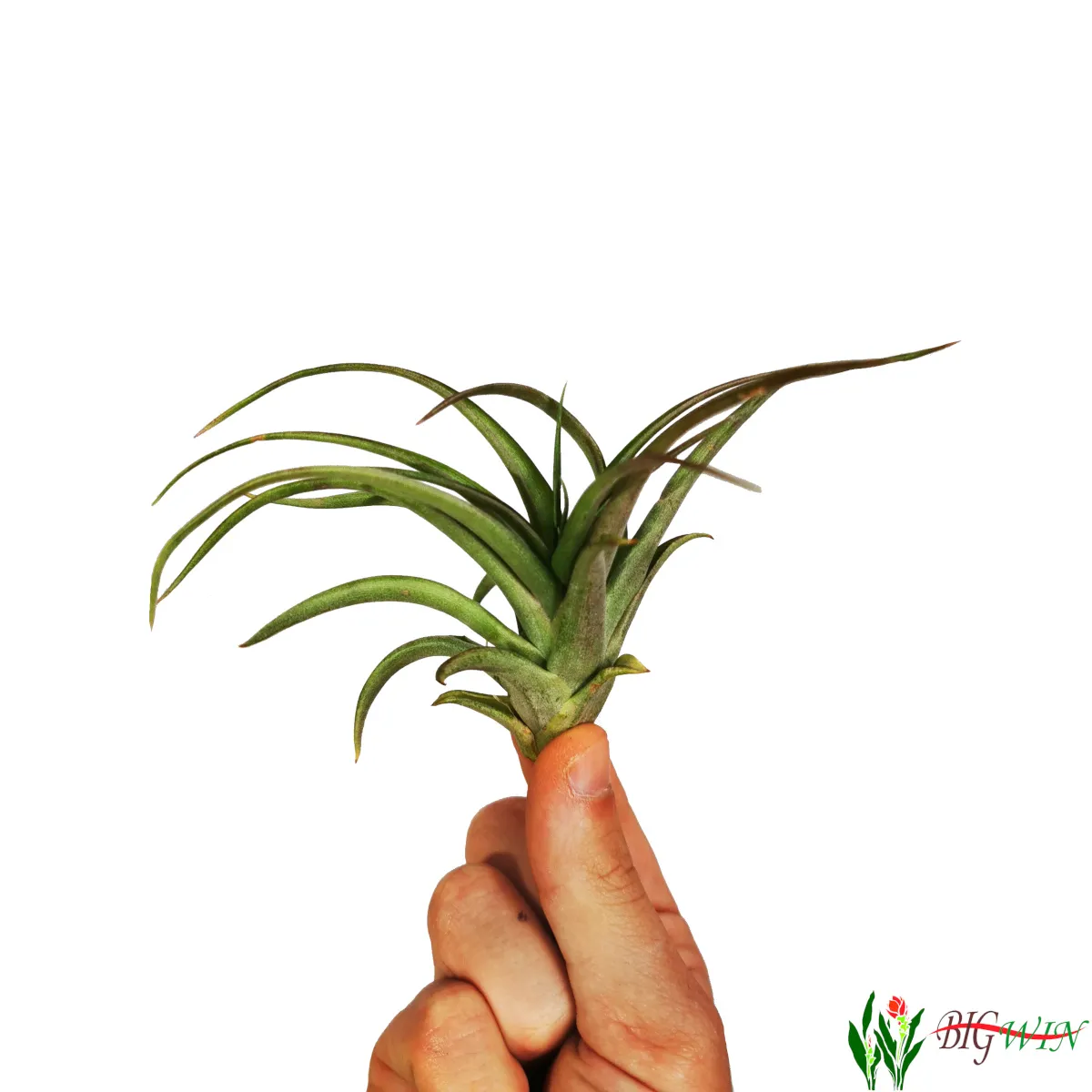 tillandsia ionantha/zračna biljka - slika 9