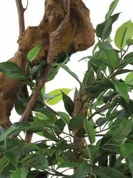 europalms ficus bonsai trunk, 170cm - slika 2