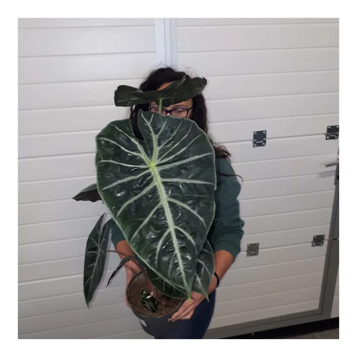 alocasia “pink dragon” - slika 5