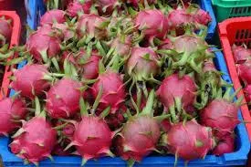 PITAHAJA - CRVENA I ŽUTA - 9 sorti - Donja Bistra, Bistra