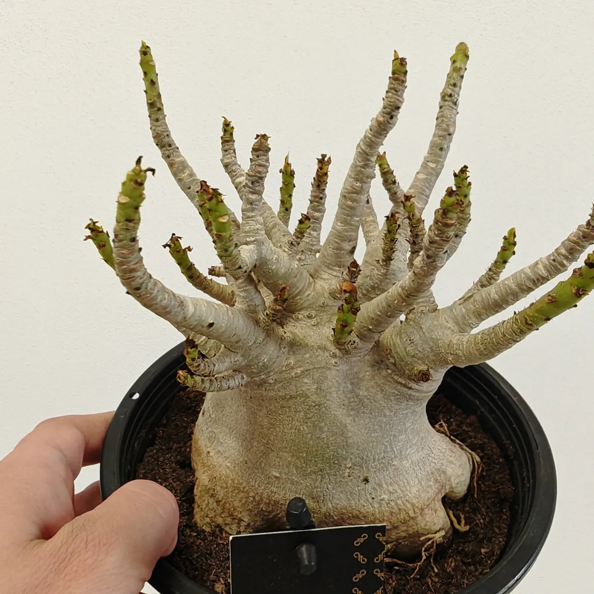 adenium “ansu baobab” - slika 4
