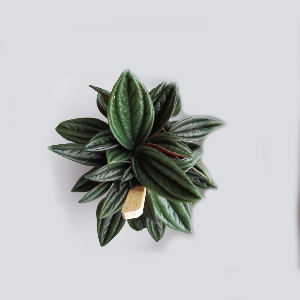 peperomia - sobna biljka - slika 3