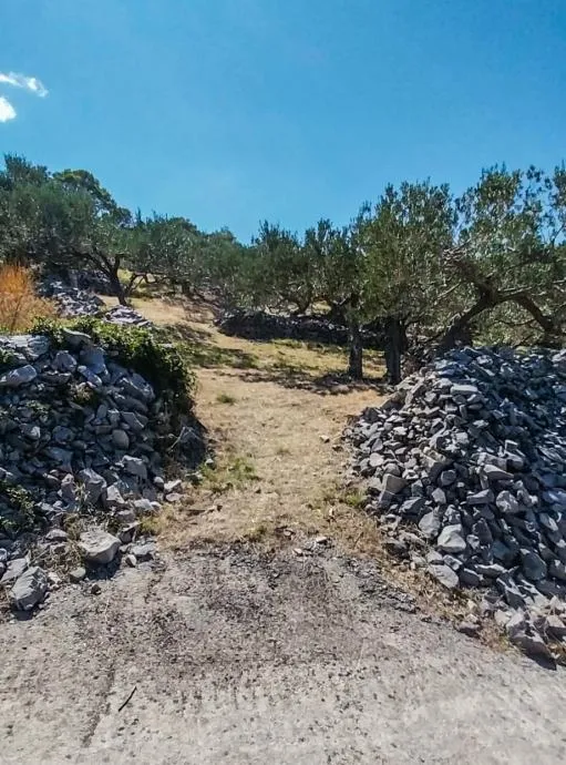 povlja, brač – maslinik s 50 odraslih maslina s pogledom na more - slika 4