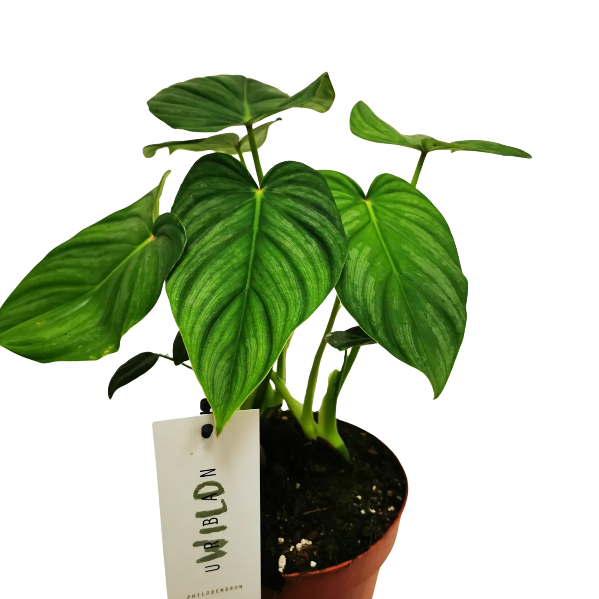 philodendron “pastazanum” - slika 3