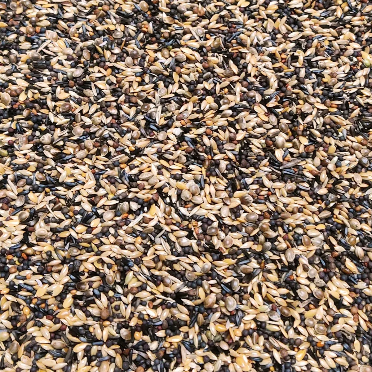 3847 Siskins & Goldfinches 20kg - Đakovo