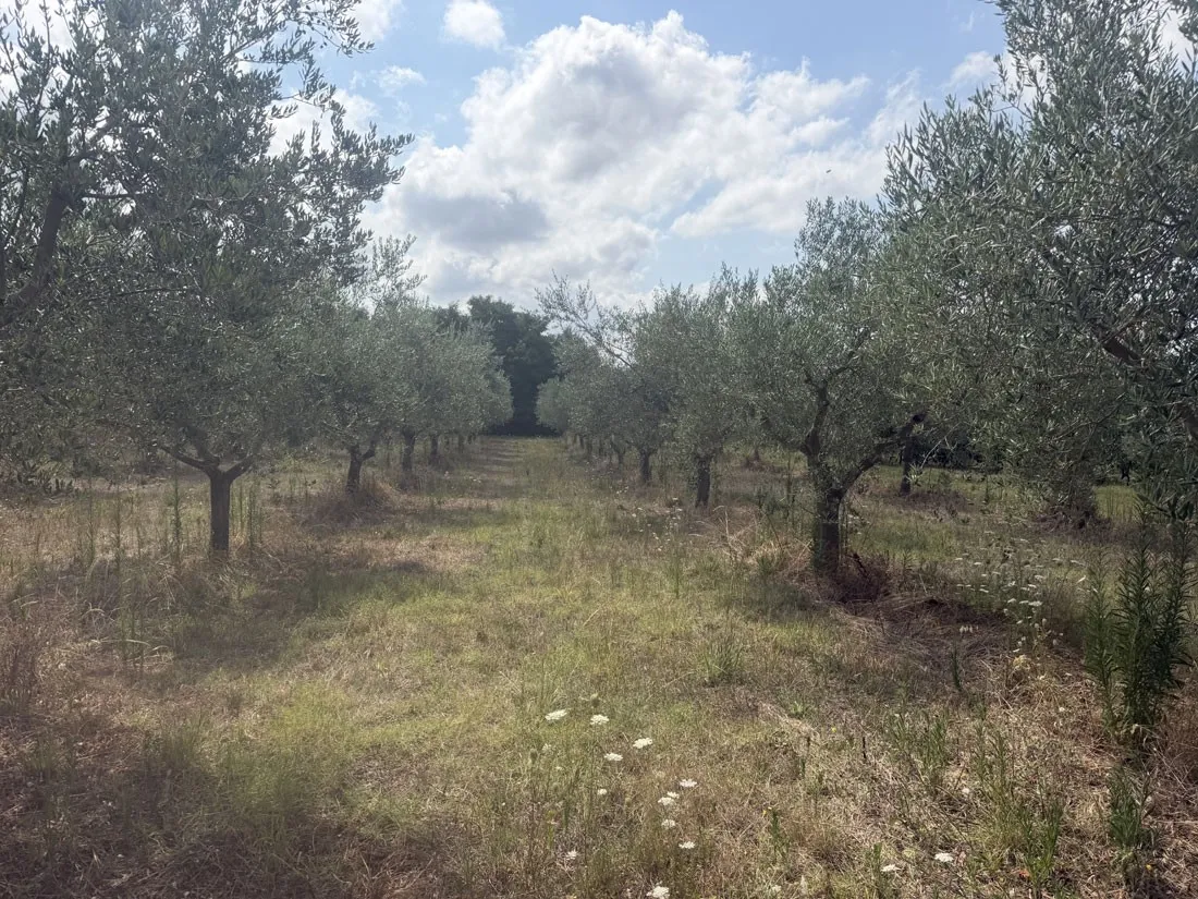 maslinik u rodu – 98 stabala na 3.360 m², kaštelir – okolica, pz-249-1 - slika 3