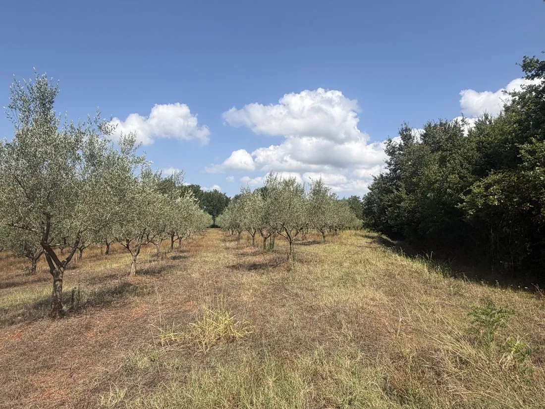 maslinik na 12101m2, 240 stabala u rodu – kaštelir – okolica, pz-249-3 - slika 3
