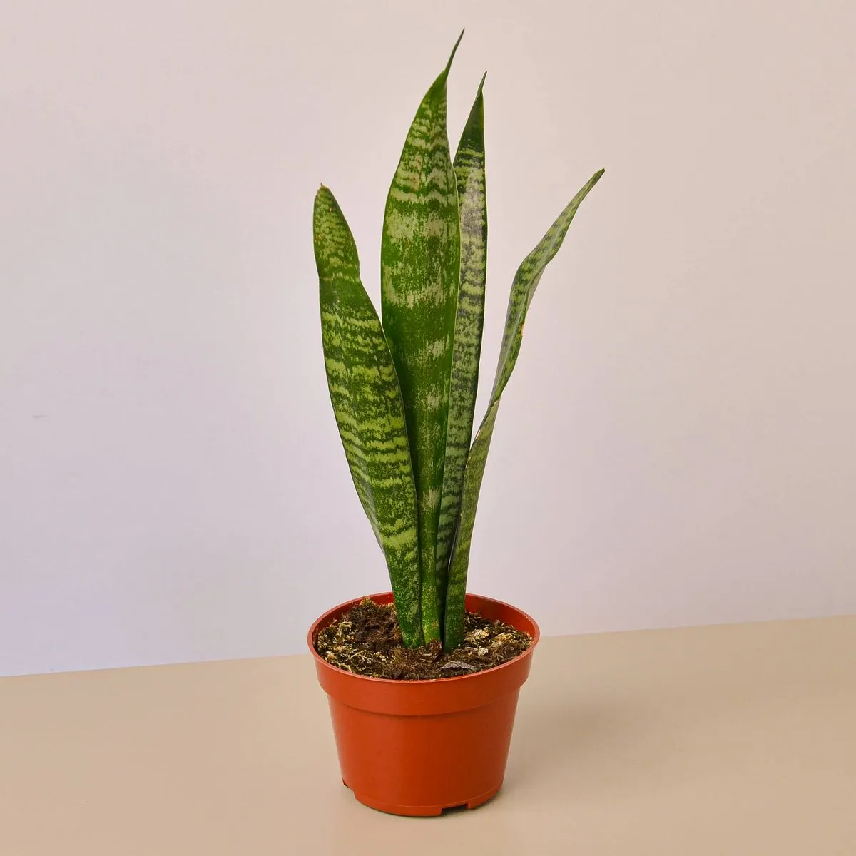 sansevieria tri.”zeylanica” - slika 3