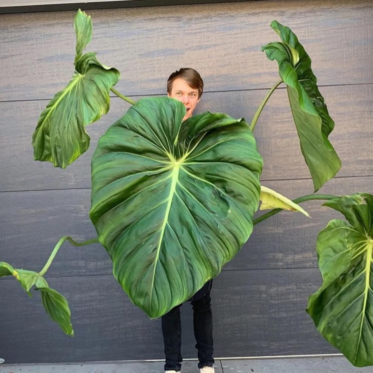 PHILODENDRON “Pastazanum” - Brestovac