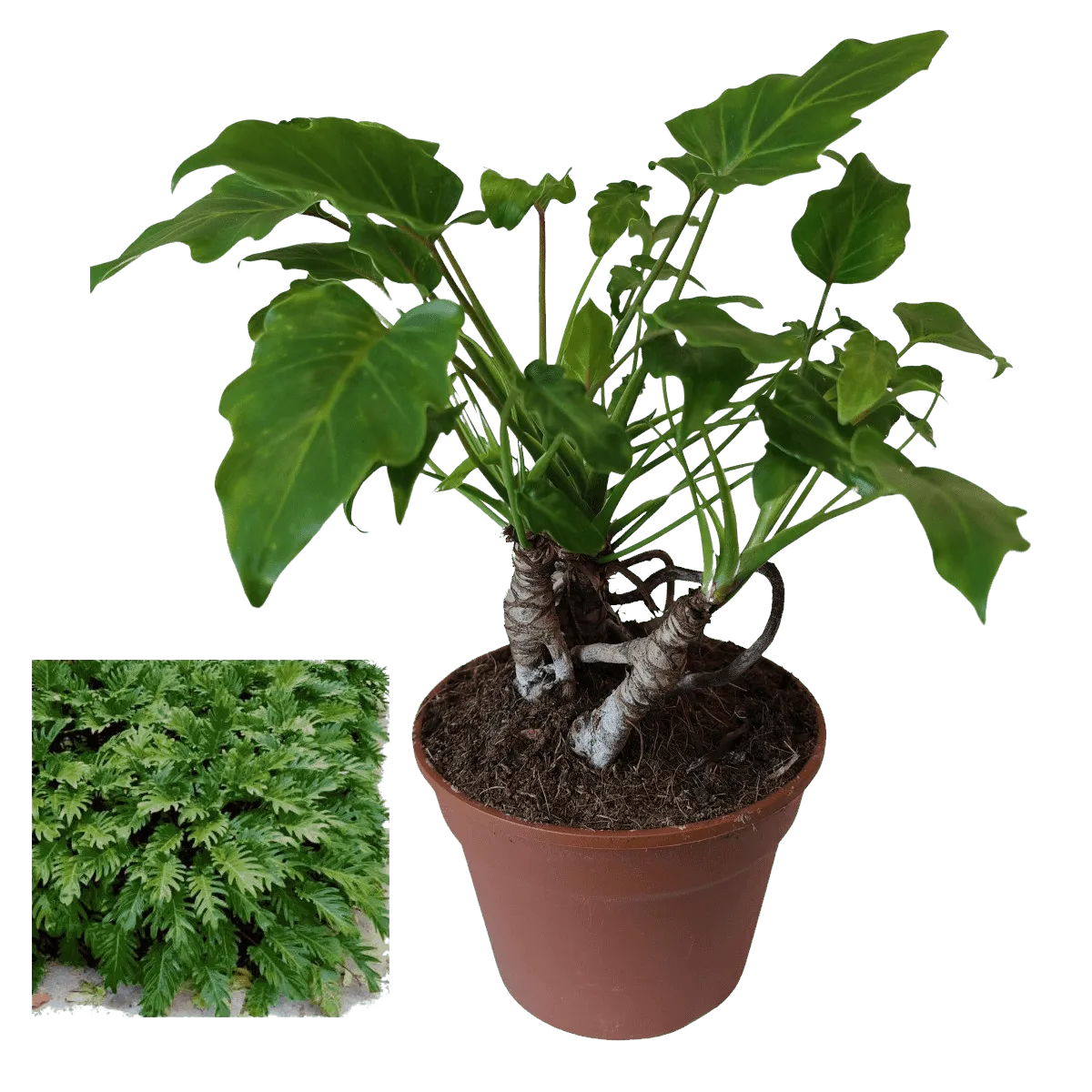PHILODENDRON “Xanadu” - Brestovac