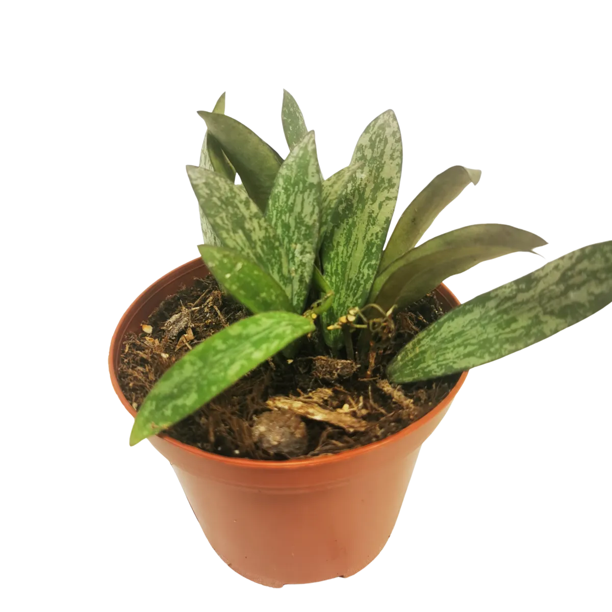 hoya “sigillatis” - slika 2