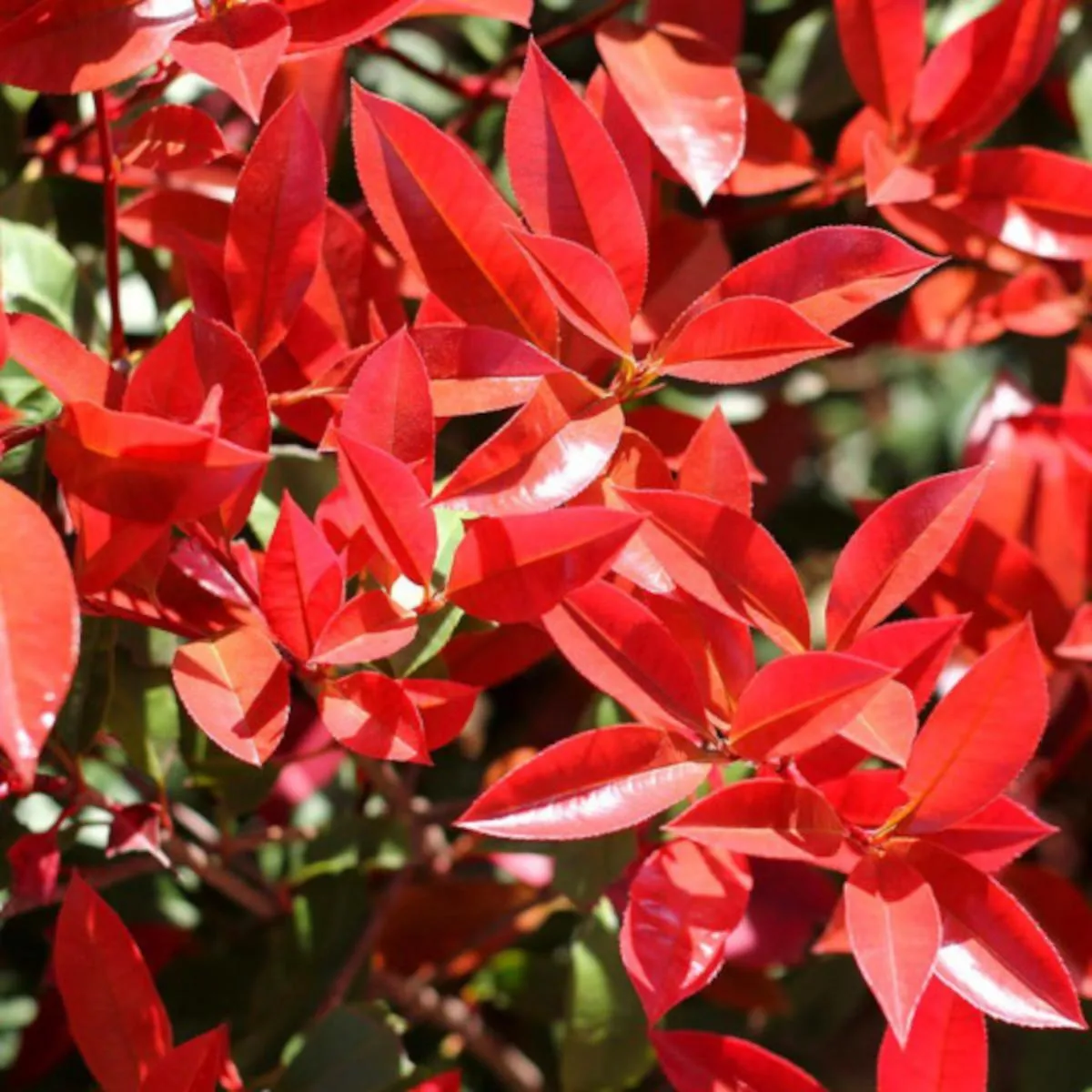 PHOTINIA FR. “Carre Rouge” - Nurkovac, Brestovac