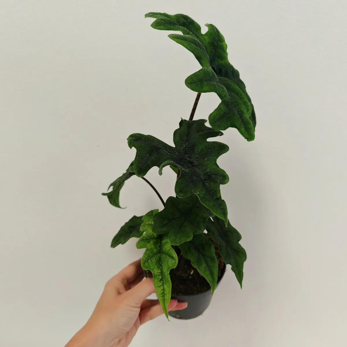 alocasia “jacklyn” - slika 2