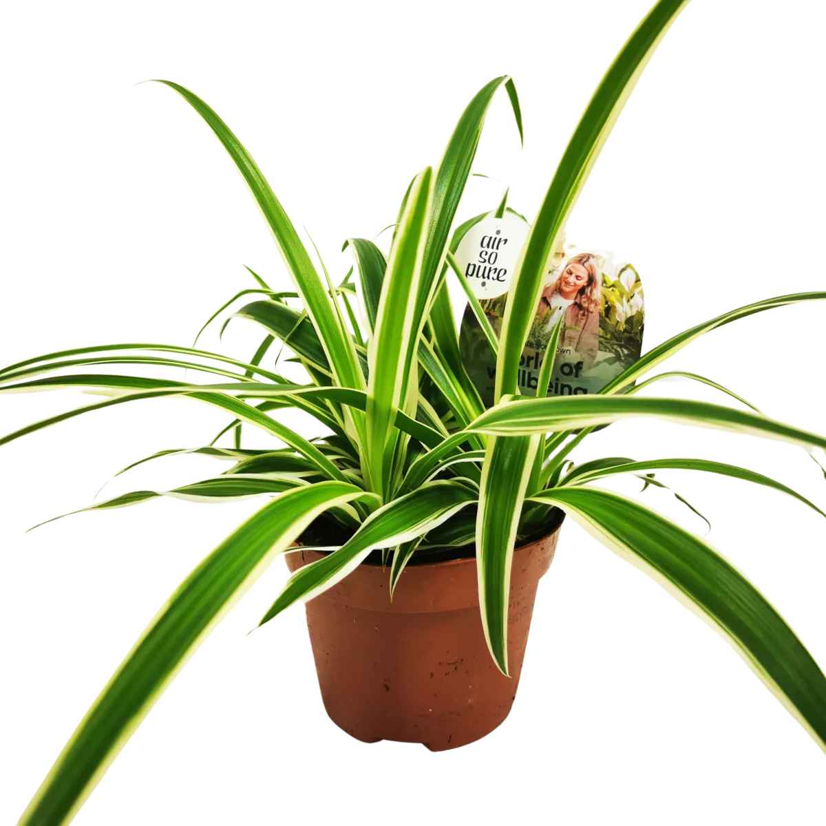 chlorophytum co. ‘vittatum’ - slika 4
