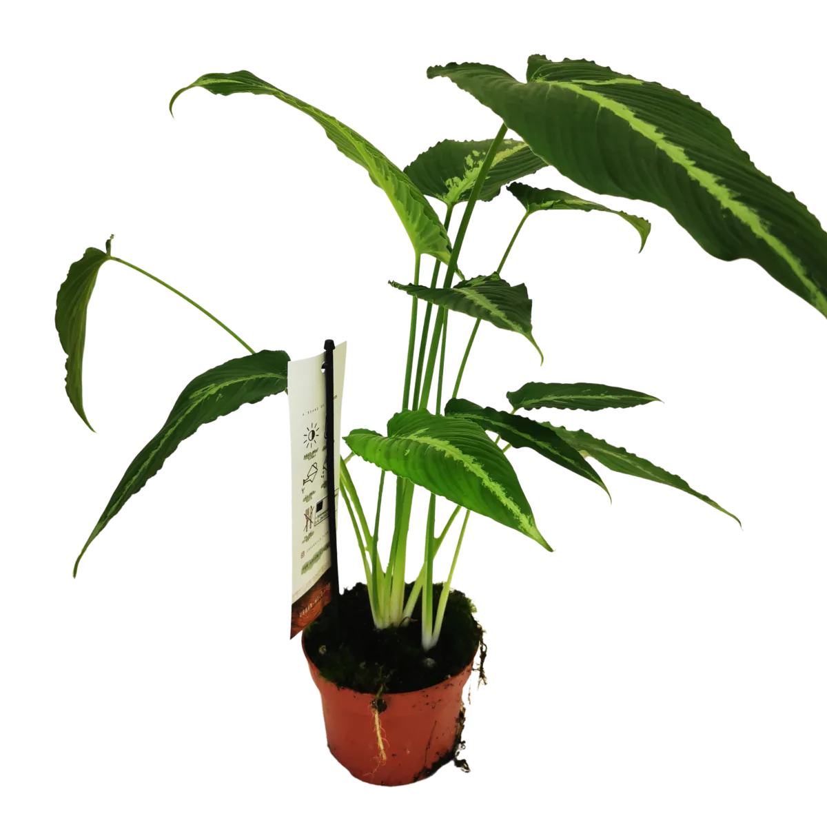 schismatoglottis “pusilla” - slika 2