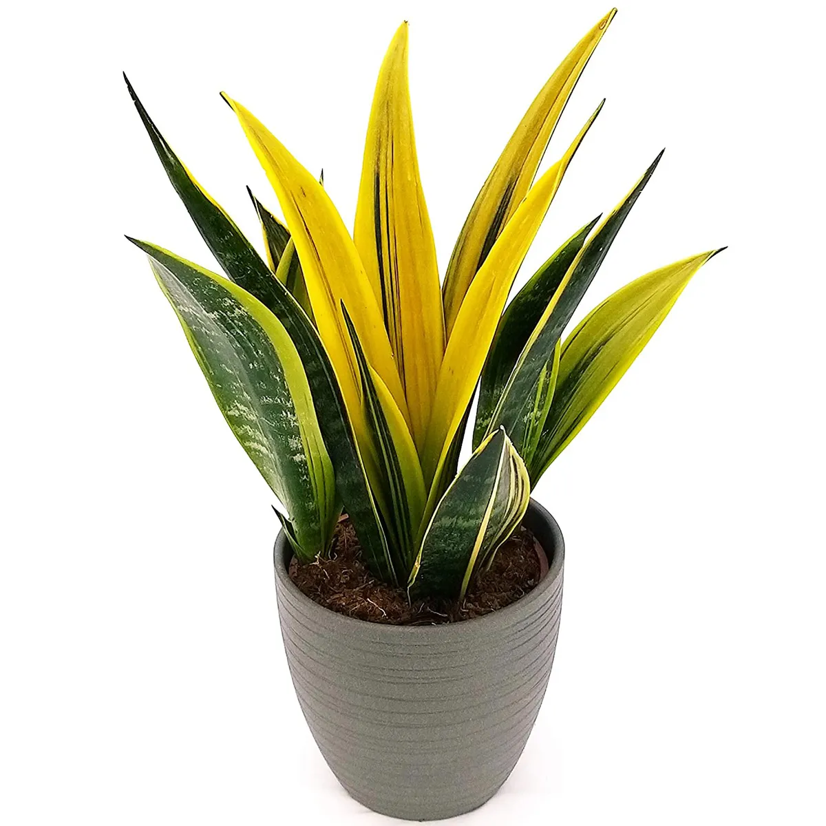 sansevieria “golden flame” - slika 3