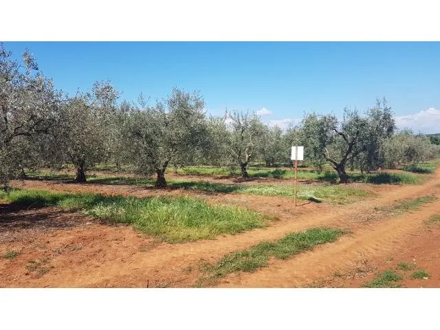 vabriga-maslinik sa 290 maslina na prodaji 300m od lanterne - slika 7