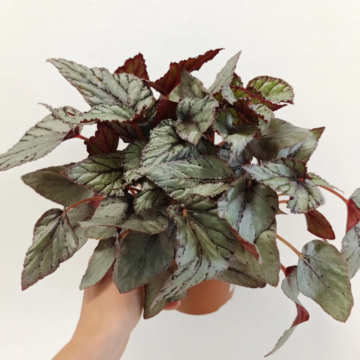 begonia foliage - slika 3