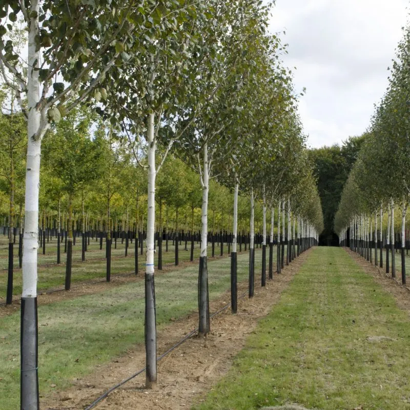 betula utilis ‘jacquemontii’ - slika 3