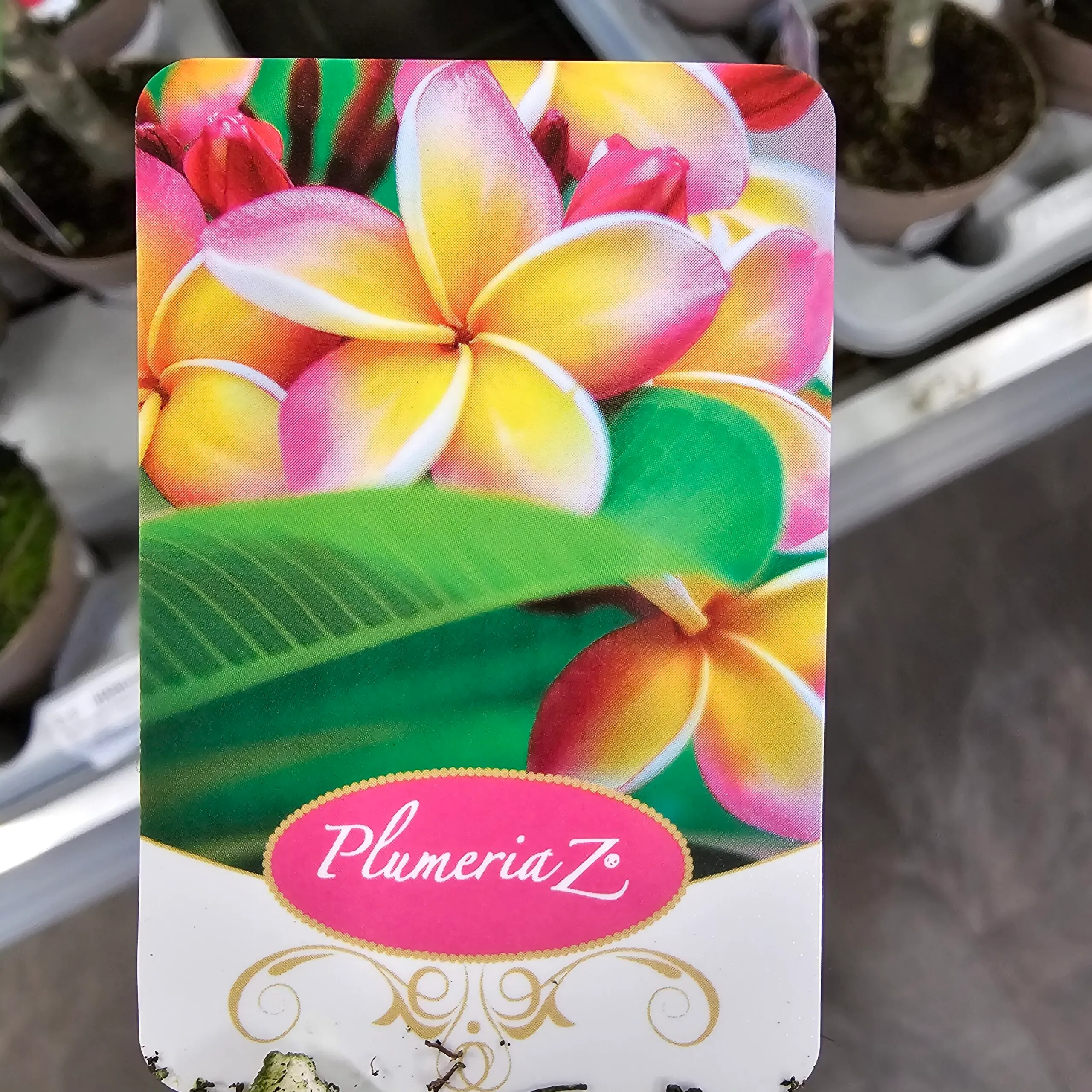 plumeria rubra”havaiian” - slika 3