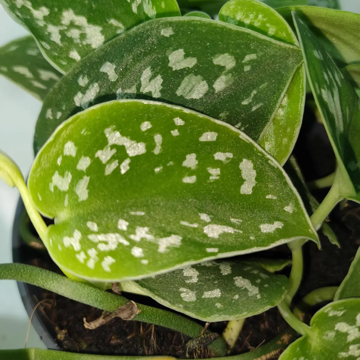 scindapsus pictus “argyraeus” - slika 5