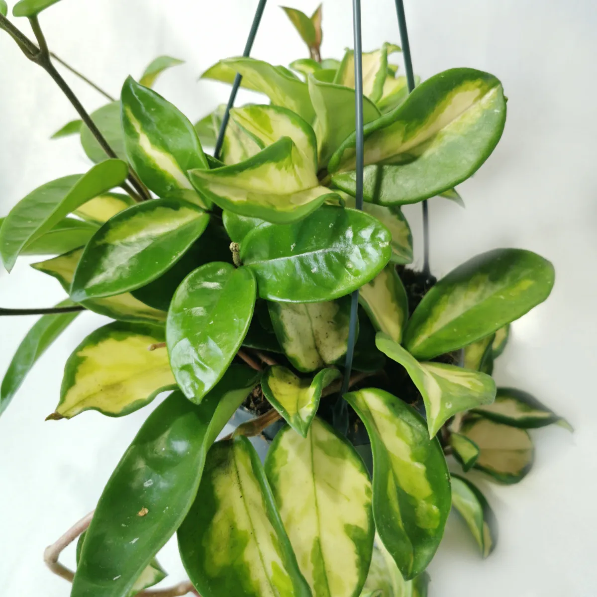 hoya carnosa “tricolor” - slika 6